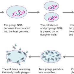 Virus lytic cycle gizmo answers