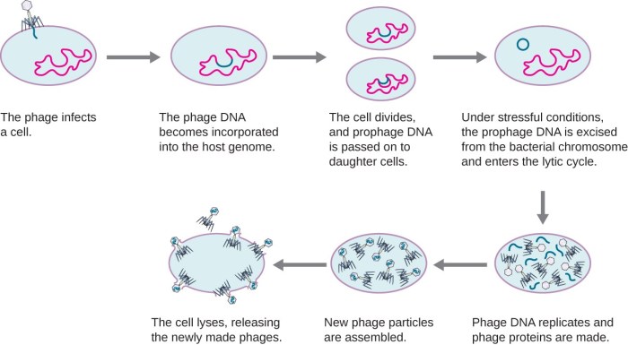 Virus lytic cycle gizmo answers