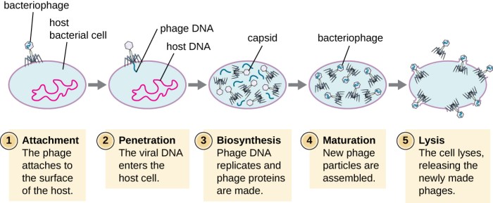 Virus lytic cycle gizmo answers