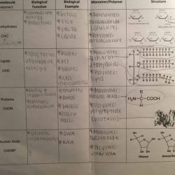 Biomolecules worksheet with answers pdf