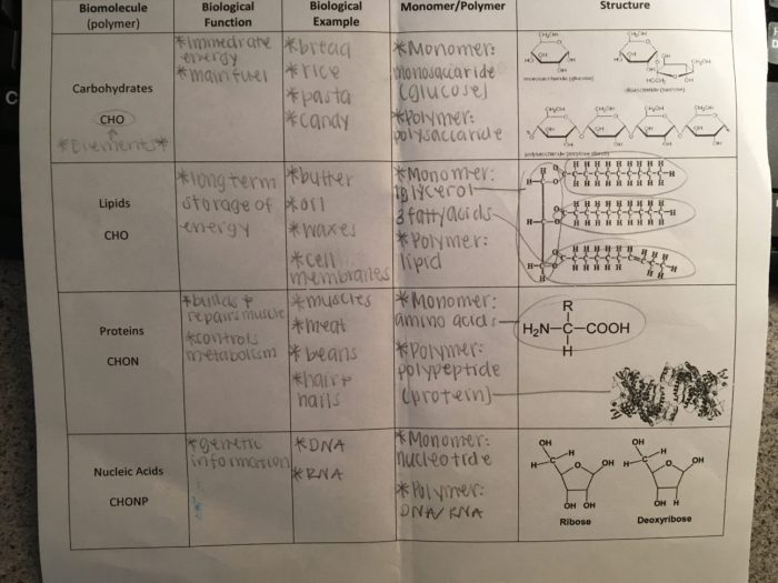 Biomolecules worksheet with answers pdf